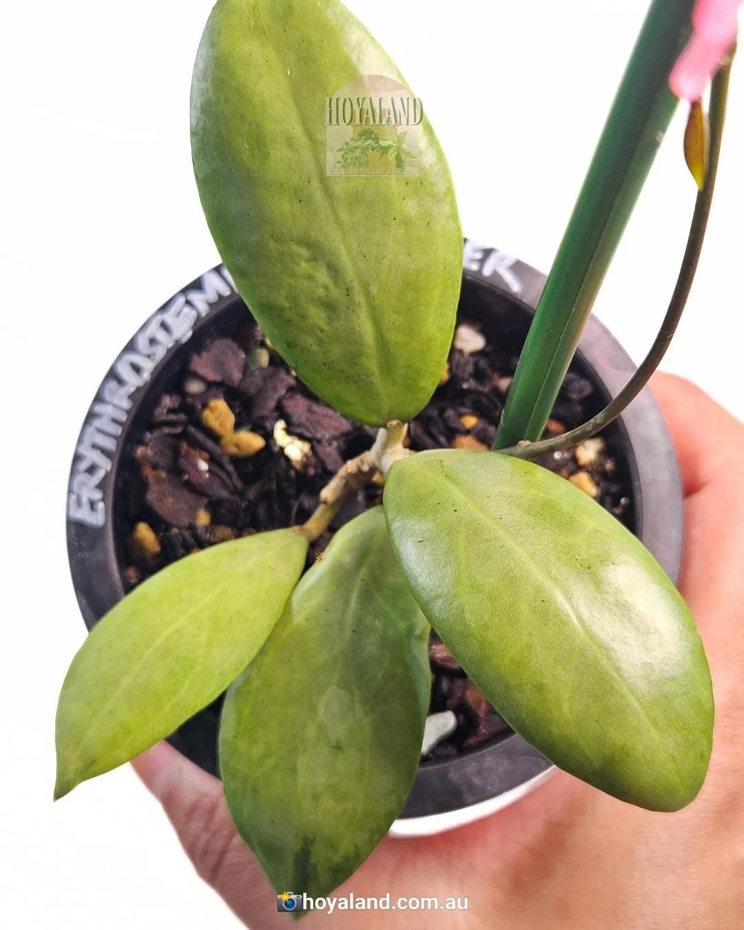 Hoya biruensis | Single Bloom Hoya | Formerly aff